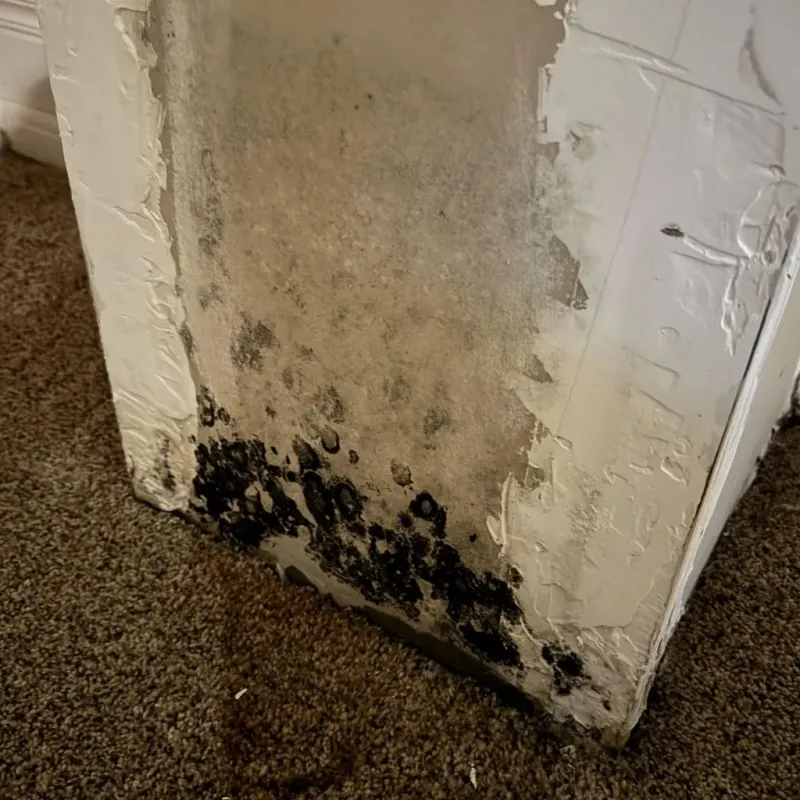 Professional Mold Removal in Albany, TX